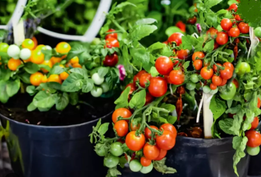 Adubando Tomates em Vaso: Guia Prático