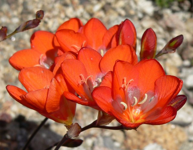 Tritonia Crocata: Beleza Exótica da África