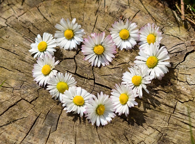 Margaridas: Flores de Simplicidade