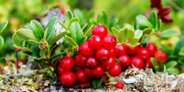 Uva-de-Urso: Delícia Nutritiva