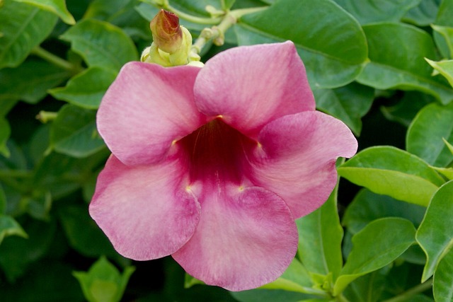 Alamanda no Jardim: Dicas de Manutenção