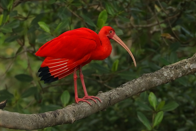 O Hábitat da Ave Guará: Um Paraíso Natural
