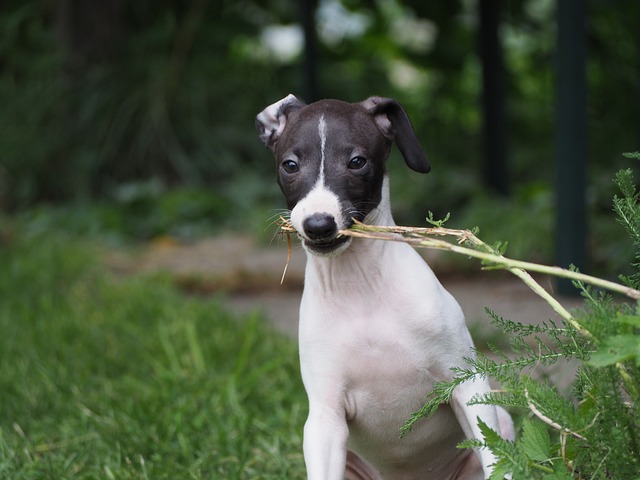 Greyhound Italiano: Uma Raça Distinta