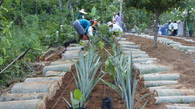 Criando Agroflorestas Sustentáveis