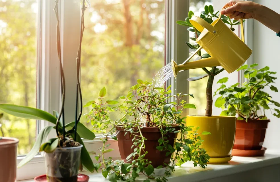 Como regar plantas corretamente sem exageros?
