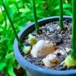cultivar gengibre
