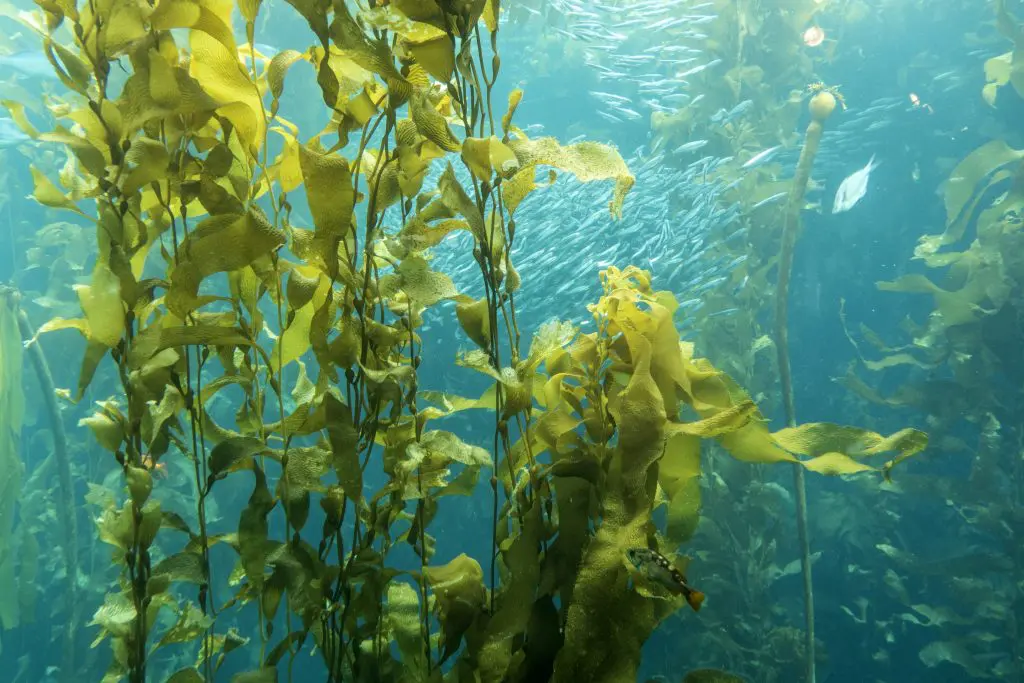 A importância das algas para o equilíbrio dos oceanos