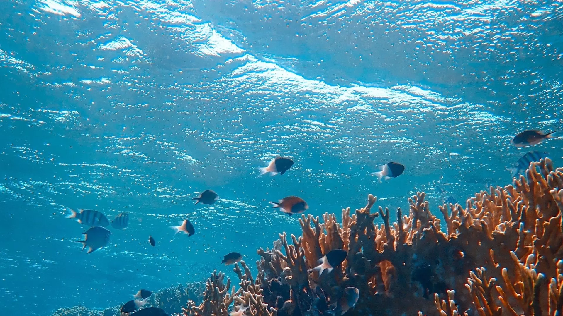O impacto do aquecimento global na vida marinha