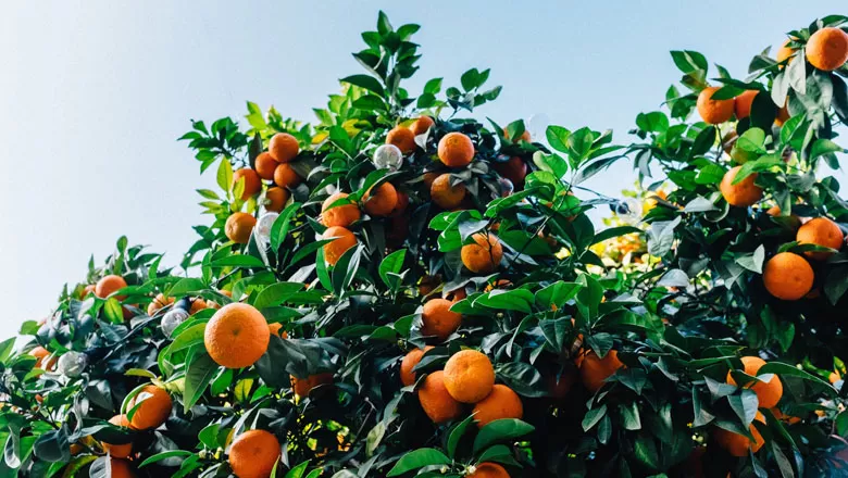 O segredo para ter um pé de laranja produtivo