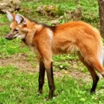 lobo-guará