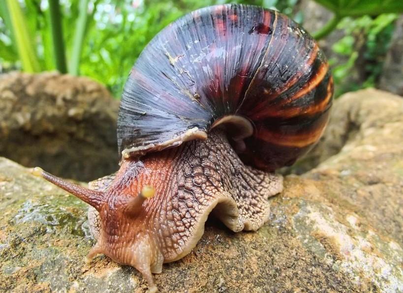 Espécies Invasoras e Seus Impactos nos Ecossistemas Locais