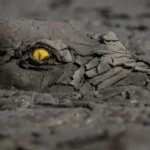 crocodilo camuflagem