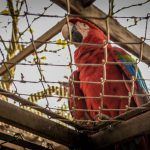 Tráfico Ilegal de Animais Silvestres