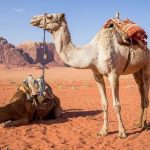 camelos no deserto