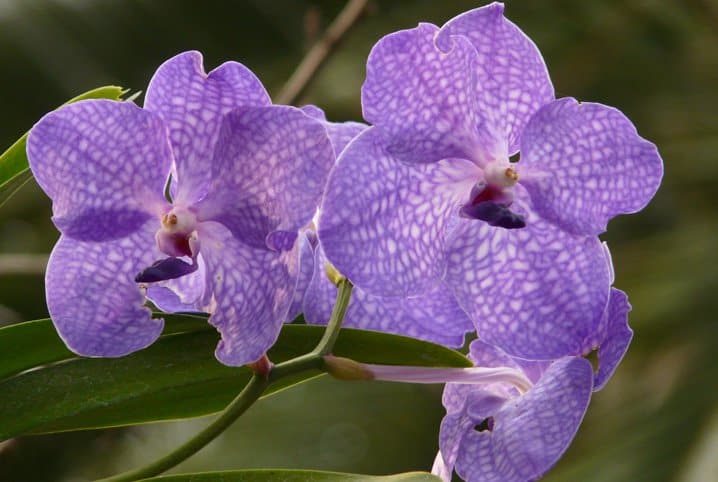 O que fazer para uma orquídea florescer mais vezes?