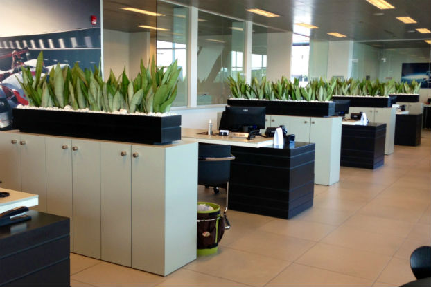 Benefícios das plantas no ambiente de trabalho