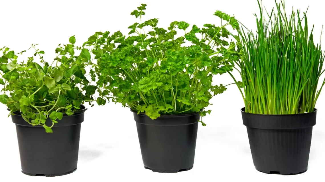 Os benefícios de ter um jardim de ervas na cozinha