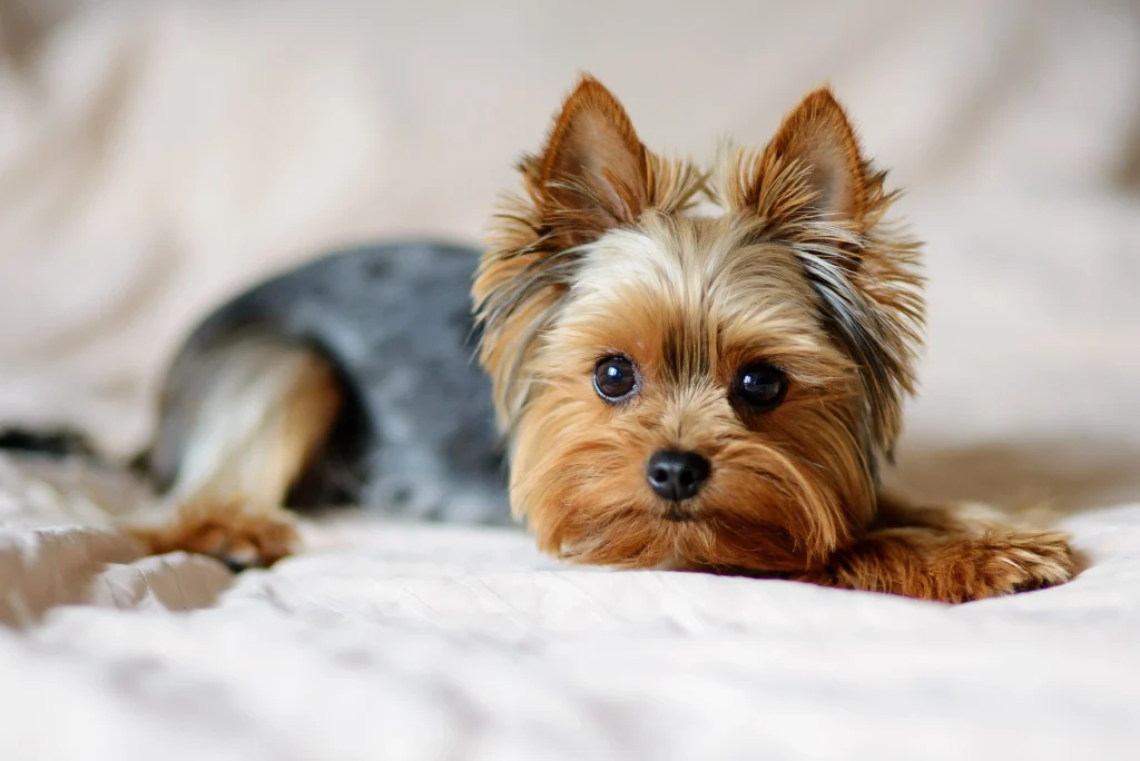 Qual a melhor alimentação para cães de pequeno porte?