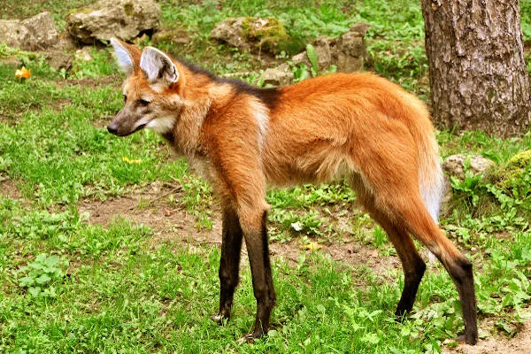 O papel do lobo-guará no ecossistema brasileiro