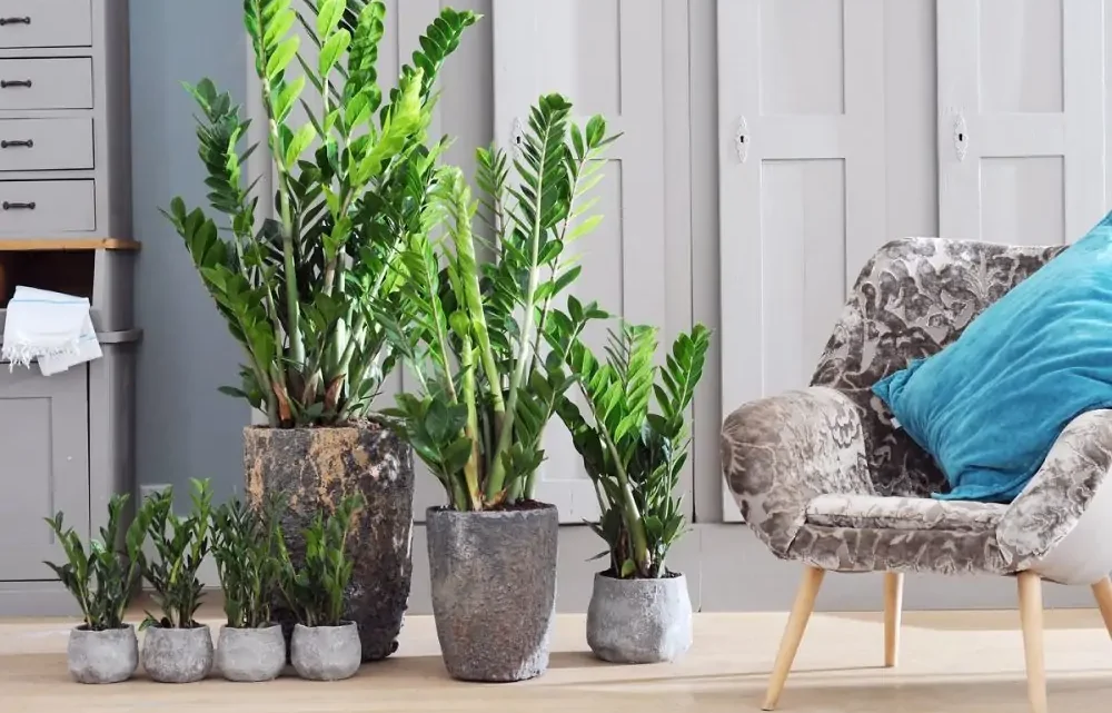 Como cultivar zamioculcas e manter suas folhas brilhantes?