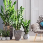 zamioculcas