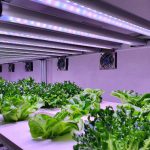 iluminação artificial nas plantas