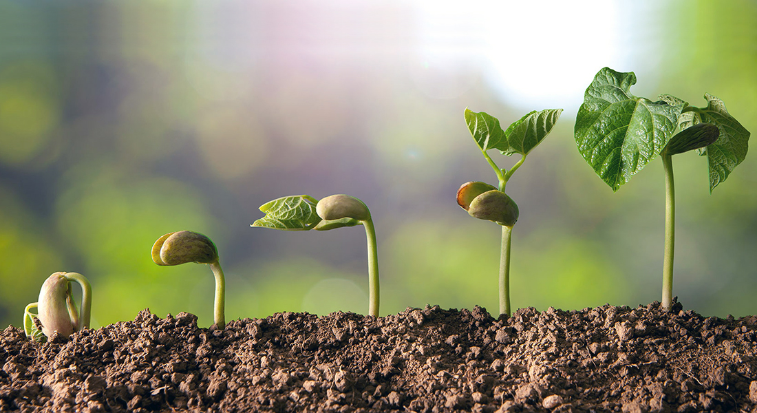 O que fazer quando uma planta para de crescer?
