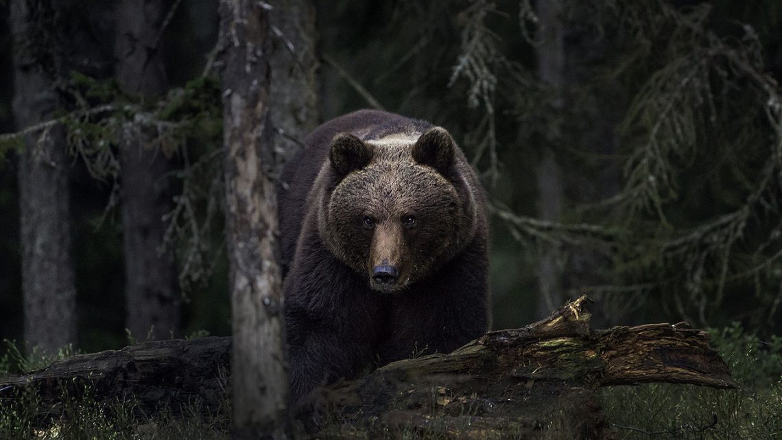 O que torna o urso-pardo um predador eficiente?
