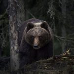 urso-pardo