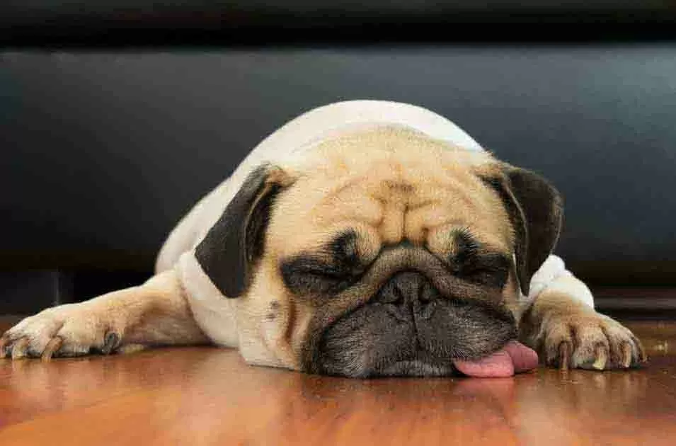 O que fazer quando seu cachorro come algo tóxico?