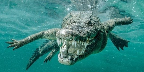 A incrível força da mordida do crocodilo