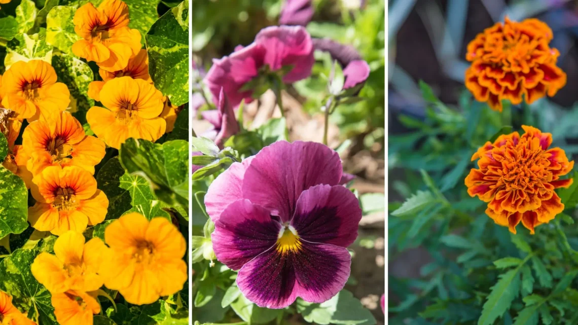 O que são flores comestíveis e como usá-las na culinária?