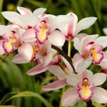 orquídeas terrestres