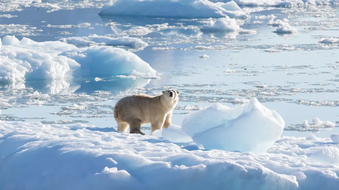 Quais Animais São Mais Afetados pelas Mudanças Climáticas? 10 Espécies