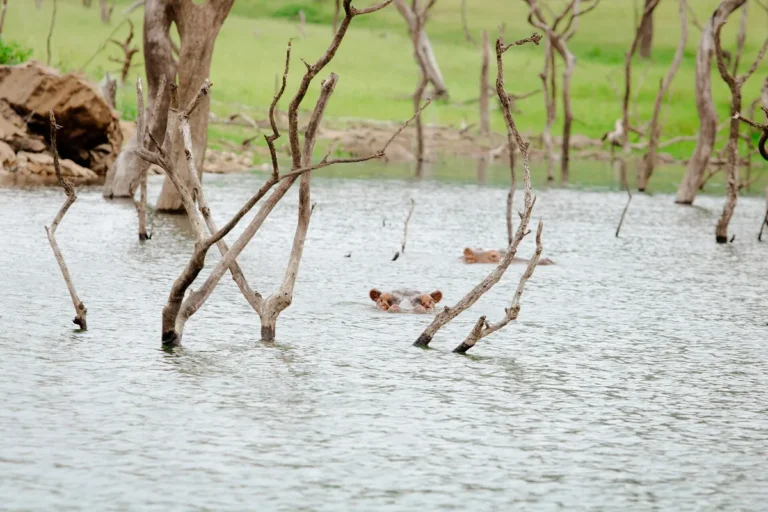 Hipopotamos (Hippopotamus amphibius) na agua