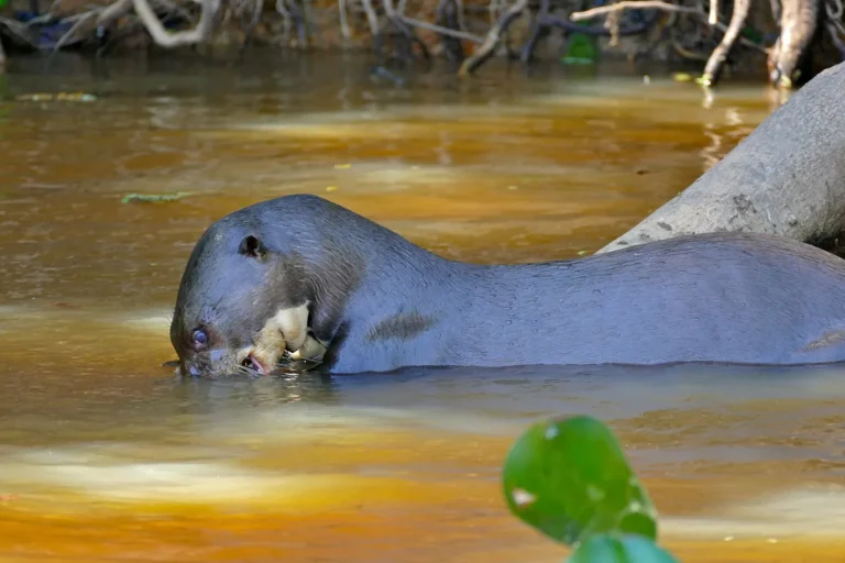 Ariranha (Pteronura brasiliensis), a maior lontra do mundo, em rio
