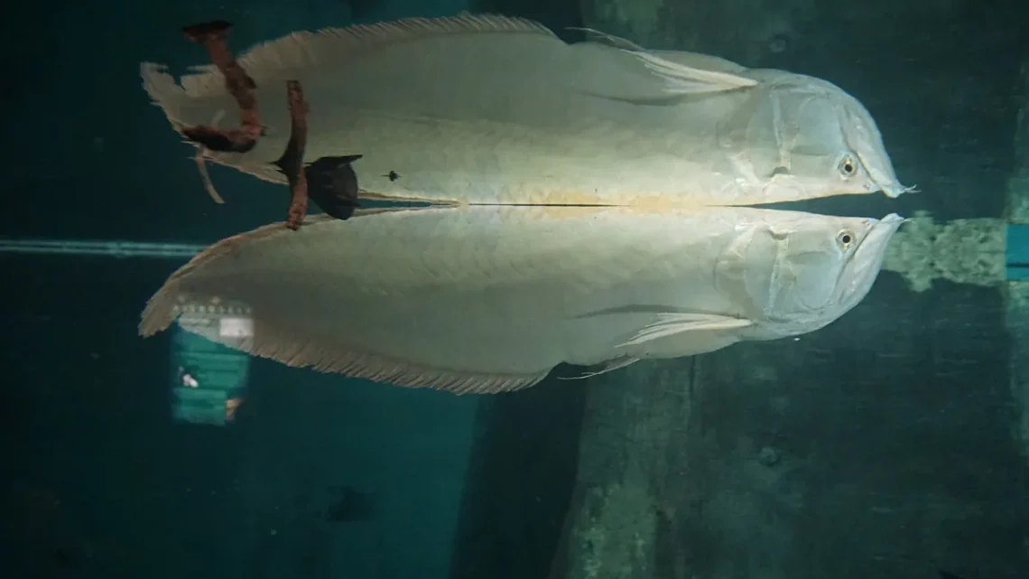 Alimentação do Peixe Aruanã: O Que Ele Come? (2026)