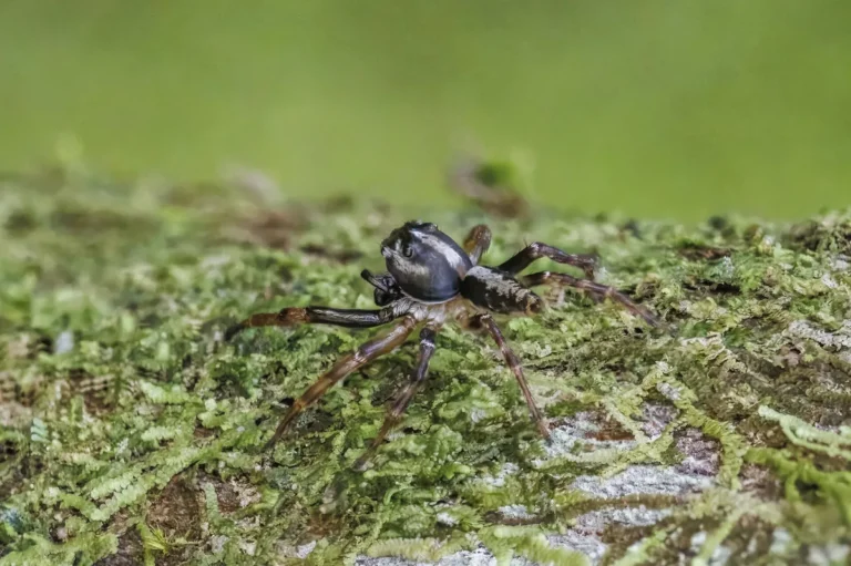 As aranhas dormem: aranha-saltadora em repouso