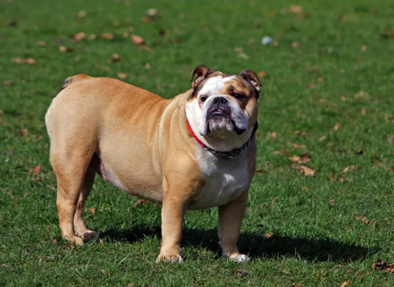 Bulldog ingles, raca com dentes proeminentes (prognatismo mandibular)