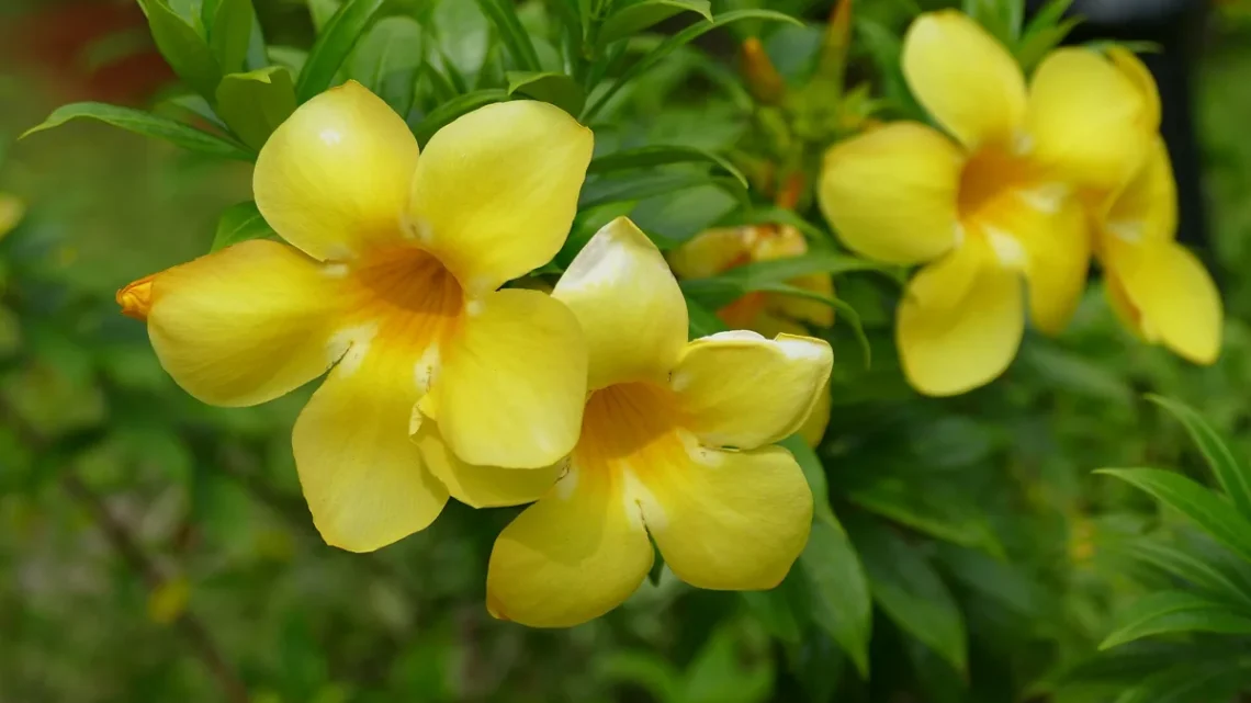 Flores Que Começam Com a Letra H: Nome e Características