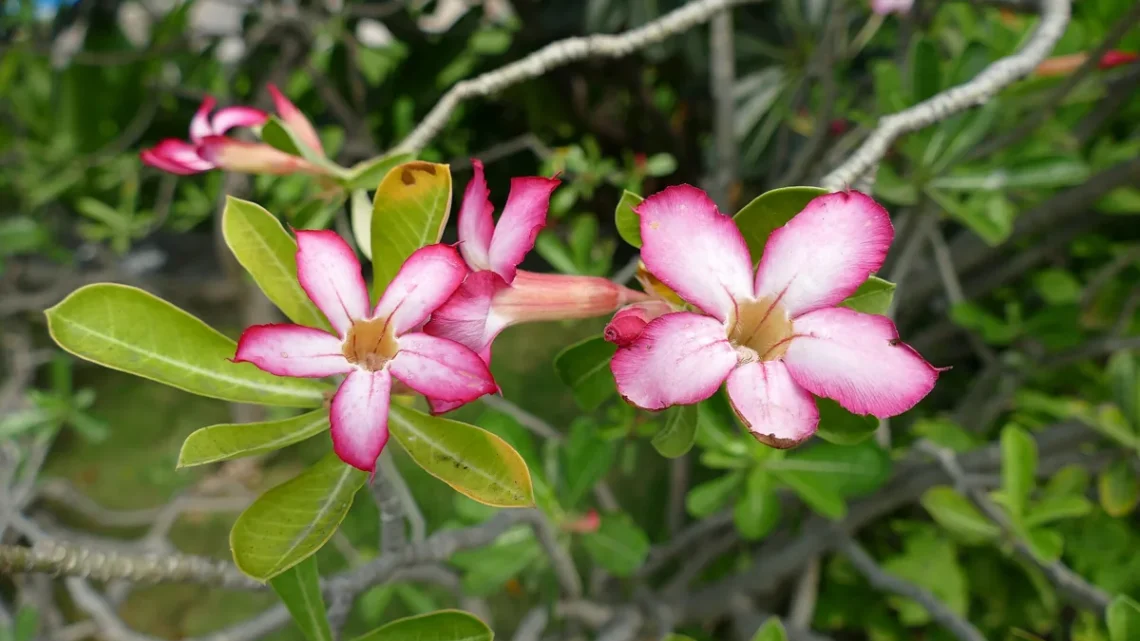 Flores que Começam com a Letra R: Nome e Características