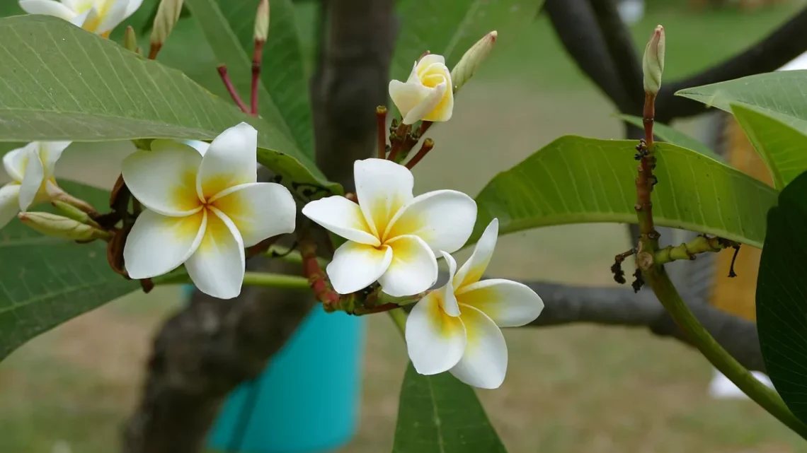 Flores que Começam com a Letra T: Nome e Características