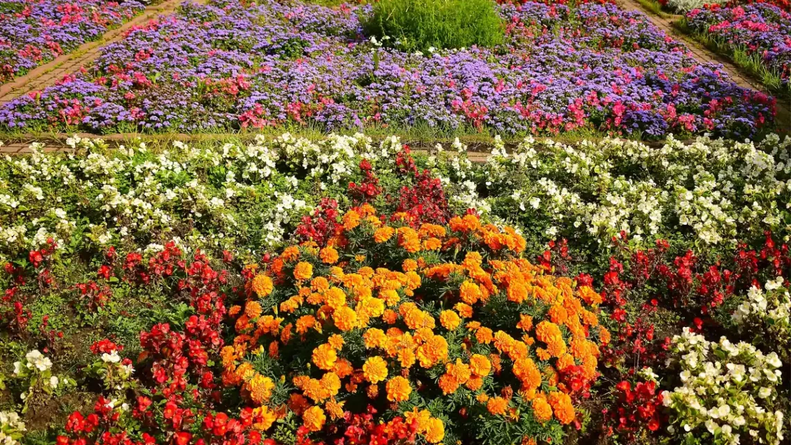 Flores Que Começam Com A Letra X: Nomes E Características
