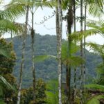 Paisagem de Mata Atlântica preservada, exemplo de área conectada por corredores ecológicos