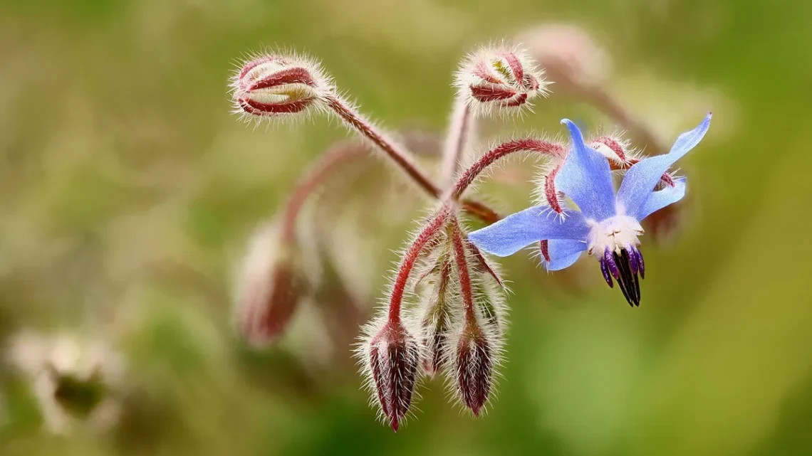 Óleo de Borago Officinalis: Para Que Serve? (2026)