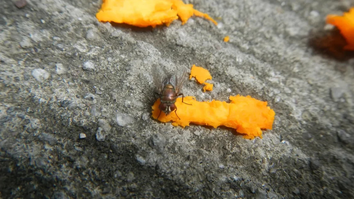 Ovo de Mosca Doméstica: Características, Fotos e Onde Encontrar