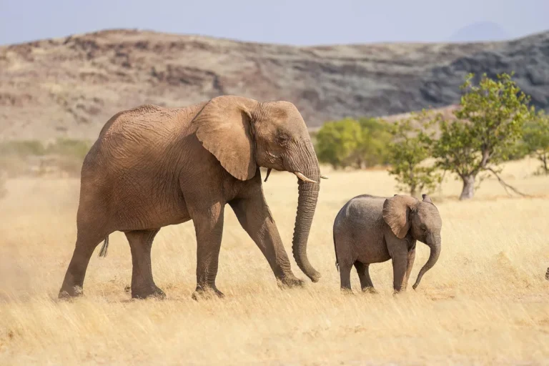 Loxodonta africana - imagem ilustrativa