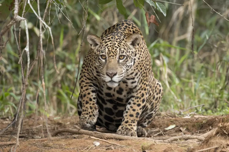 Onca-pintada (Panthera onca palustris) femea no Rio Piquiri demonstrando locomocao