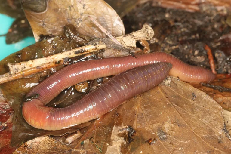 Minhoca comum (Lumbricus terrestris) no solo