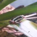 Sapo venenoso dardo (Epipedobates tricolor) com coloracao vermelha e listras brancas